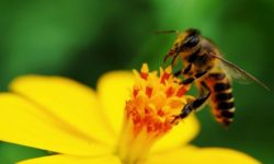 Всемирный день пчёл: как сохранить этих незаменимых опылителей