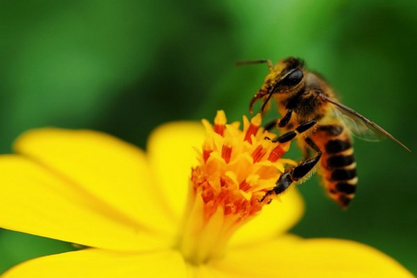 Всемирный день пчёл